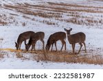Urban white-tailed deer feeding in the snow in December in Wisconsin