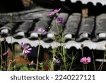 Small photo of Unrestrained growth of Persian daisies