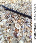 Small photo of Branches among the corals and shells on the Seribu Ranting Beach of Jepara Indonesia