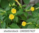Mirabilis jalapa ( Marvel of Peru, Four-o-clock, False Jalap, Bunga Pukul Empat, 四时花, 紫茉莉 ). the four o'clock flower that blooms is yellow. beautiful yellow flowers.
