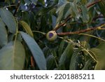Small photo of anthracnose in walnuts, fungal disease, blackened walnuts, Gnomonia Leptostyla