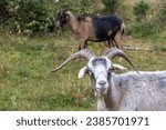 goat in the meadow, image shows a wild billy or male goat looking at the camera with a female doe or nanny goat behind in a forest in germany, taken october 2023