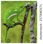 Small photo of The magnificent Flap necked chameleon. An outright beauty of the bush. Native to sub-Saharan Africa. A treat to see out on a bush walk.