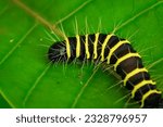 caterpillar on a leaf. yellow and black caterpillars sticking to the leaves