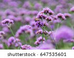 Purple Flowers Field  Violet...