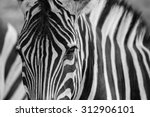Wild Zebra  Black And White...
