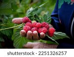 A handful of fresh raspberries in the hands of an old woman