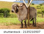 Bull Girolando In Pasture On...