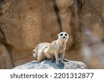 meerkat, Suricata suricatta, sitting on a rock resting, hairy animal, guadalajara, mexico warm climate