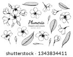 Collection Set Of Plumeria...
