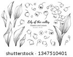 Collection Set Of Lily Of The...