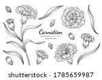 Carnation Flower And Leaf Hand...