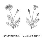 hand drawn dandelion floral... | Shutterstock .eps vector #2031955844