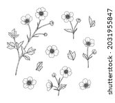 hand drawn buttercup floral... | Shutterstock .eps vector #2031955847