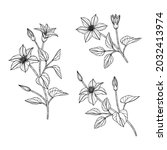 hand drawn clematis floral... | Shutterstock .eps vector #2032413974