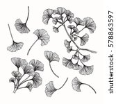 Vector Collection Set Of Ginkgo ...