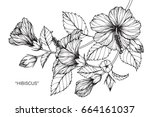 hibiscus flowers drawing and... | Shutterstock .eps vector #664161037