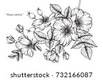 hand drawing and sketch rosa... | Shutterstock .eps vector #732166087