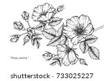 hand drawing and sketch rosa... | Shutterstock .eps vector #733025227