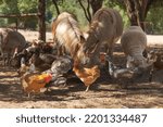 Multiple animals to eat on farm.