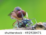 Macro Shot Of A Robber Fly As...