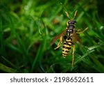 Macro Photo Of A Wasp On The...