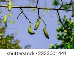 Small photo of Silk Cotton Tree (Ceiba pentandra) kapok tree or java kapok (Pohon kapuk)