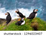 Puffins Of The Faroe Islands ...