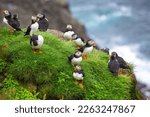 Puffins of the Faroe Islands, Mykines, Denmark, Europe