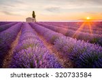 Provence  Lavender Field At...