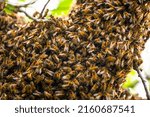 Small photo of close-up of a large swarm of honey bees flew out of the hive and sat on a tree branch. A beekeeper catches a swarm of bees.Apitherapy