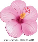 beautiful pink hibiscus flower...