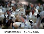 A Group Of Young Rabbits In The ...