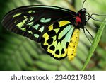 Small photo of Queen Alexandra's Birdwing , Ornithoptera alexandra birdwing butterfly up close to it's colorful body and wings. The beauty of various types of butterflies. rarest butterfly. largest rare butterfly