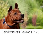 Small photo of Thai Ridgeback puppy. Red Thai Ridgeback Dog It is an ancient native dog of Thailand, medium sized, short haired, triangular ears. Black nose tip and wedge-shaped mouth The long, slender tail resemble