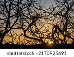 Silhouette Of Tree Branches...