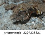 Small photo of Demon Stinger Inimical didactylus closeup in bottom of sea