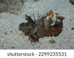 Small photo of Demon Stinger Inimical didactylus closeup in bottom of sea