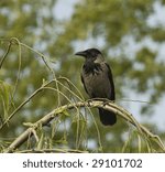 Small photo of hooded crow / Corvus corone cornix / cioara griva