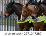 Portrait of police horses in...