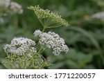White Cow Parsley Flower And...