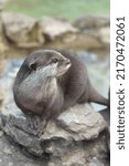 Small photo of April 2021 - Birmingham, UK. Brown otter looking to the right whilst standing on a rock