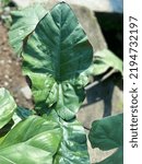 Small photo of Alocasia wentii plant or in Indonesia is called keladi and also kuping gajah plant. The size reaches 30cm, has dark green leaves