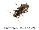 Bark beetle, big greenish beetle on white background (Latin name Selatosomus gravidus). High resolution photo. Full depth of field.
