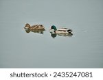 Beautiful  ducks in lake ...