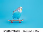 Wavy Parrot On Skateboard In...