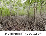 Small photo of Mangrove forest (Trees include Rhizophoraceae, Ceriops, tagal, decandra, xylocarpus, moluccensis, roem, Avicennia, Rhizophora, apiculate, Ceriops, Combretaceae, lumnitzera, racemosa, mucronata)