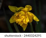 Small photo of Double daffodils, also known as Narcissus, flaunt their beauty with an abundance of petals. Each flower is a masterpiece of nature, boasting layers upon layers of delicate petals.
