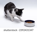 Small photo of The cat tries to bury the bowl with food, lack of appetite