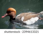 Small photo of The Red-Crested Pochard (Netta rufina).